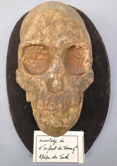 null Moulage du crâne de l'enfant de Taung - Afrique du sud. Ce crâne décrit en 1925...
