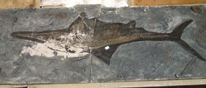 null Lot de moulages: 2 ichtyosaures et un Ptérosaure Rhamphorhynchus du Jurassique...