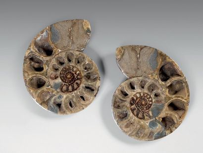 null Belle ammonite enroulée sciée et polie (en 2 parties) montrant les loges internes...