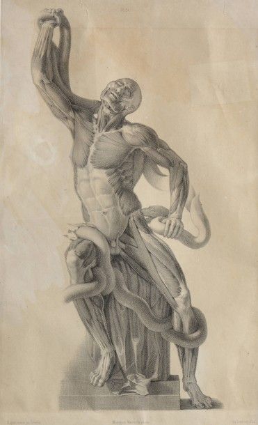 null 212 Jean Baptiste LEVEILLE (1769-1829) Planche anatomique d’après Le Laocoon...