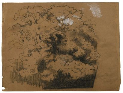 Paul CHMAROFF (1874-1950) 
Sous bois
Fusain et craie blanche sur papier kraft
25...