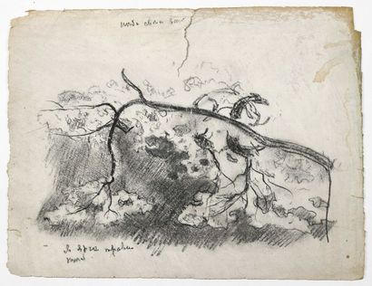 Paul CHMAROFF (1874-1950) 
Etude d'arbre
Fusain sur papier, annotations, déchirure,...