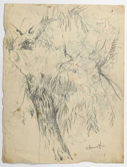 Paul CHMAROFF (1874-1950) 
Etude d'arbre
Crayon noir et sanguine sur papier, signé...