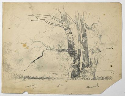 Paul CHMAROFF (1874-1950) 
Etude d'arbres
Fusain sur papier, signé en bas à droite,...