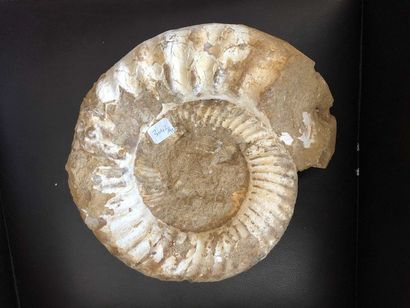 null Ammonite brut 6kg