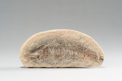 null Fossile de poisson.

H.: 14 cm ; L.: 30 cm.