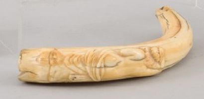 null Cane pommel made of warthog tooth carved with naiad decoration on the back.

Curvature...