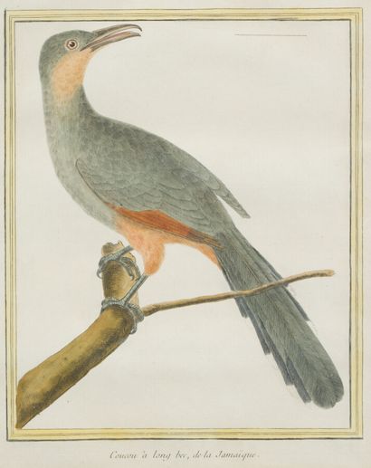 null D'après MARTINET (1731-1800 ?)

Oiseaux

Paire de gravures en couleur.