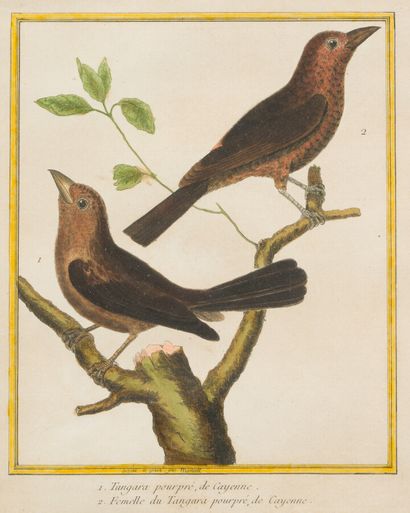 null D'après MARTINET (1731-1800 ?)

Oiseaux

Paire de gravures en couleur.