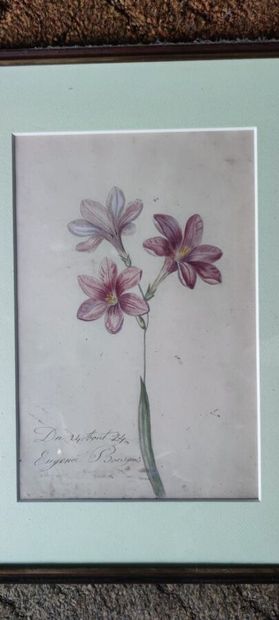 null Eugène BOURGEOIS 

Etude de fleurs 

Aquarelle signée en bas à droite et datée...