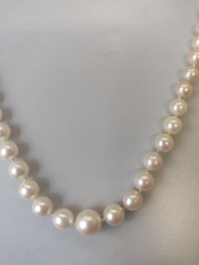 null 118. Collier de perles de culture. Longueur : 50 cm.