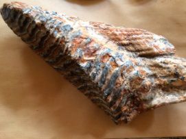 null Dent de mammouth fossile. Longueur : 30 cm - poids : 1.8 Kg