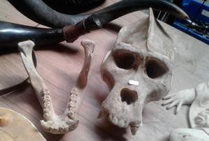 null Moulage d’un crâne de Gorille (Gorilla gorilla) réalisé dans des matériaux de...