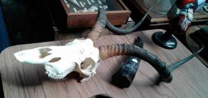 null Impala (Aepyceros melampus) (CH) : crâne avec dentition sans mandibule inférieure...