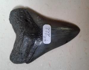 null Un lot comprenant 3 dents fossilisées de Squalidae (requin) préhistorique dont...