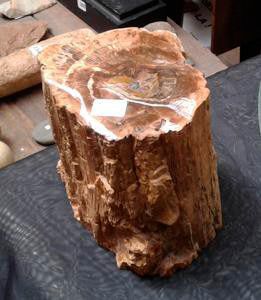 null Un morceau de bois fossile