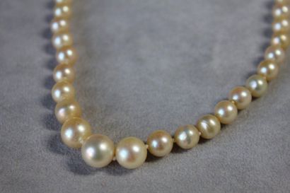 null Necklace of seventy-nine falling cultured pearls, the fancy clasp.
Diameter...