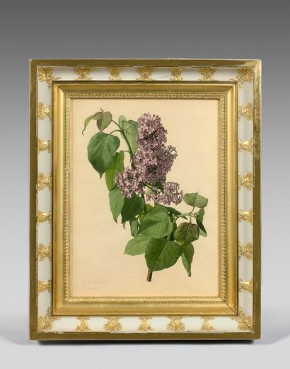 D'après Pierre- Joseph REDOUTÉ (1759-1840) 
Branche de lilas
Impression en couleurs,...