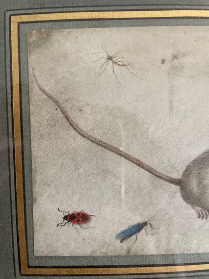 null Entourage de Joris HOEFNAGEL (1542-1601) Souris et insectes Aquarelle sur vélin....