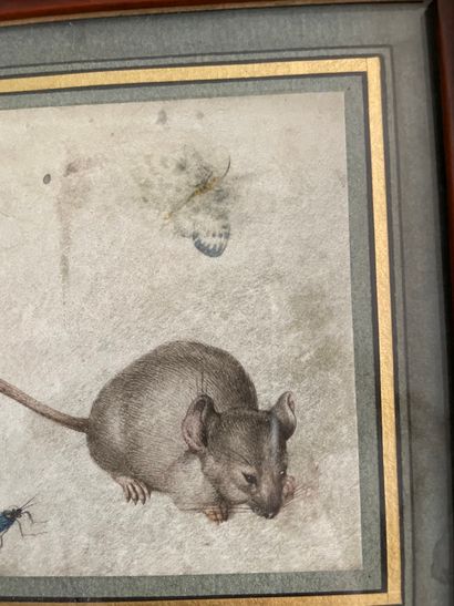 null Entourage de Joris HOEFNAGEL (1542-1601) Souris et insectes Aquarelle sur vélin....
