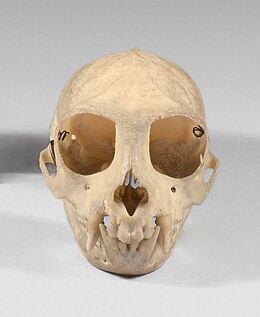 null Crâne articulé d'un petit primate.

Hauteur : 3,8 cm

Provenance : ancienne...