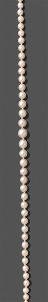 Necklace of pearls of culture in fall, the...