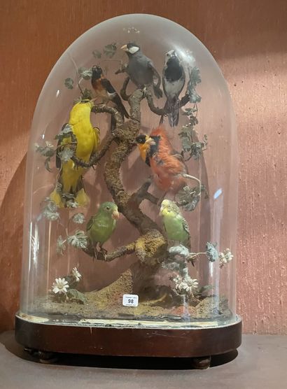 null ** Diorama de huit oiseaux exotiques perchés sous globe.

55 x 35 cm