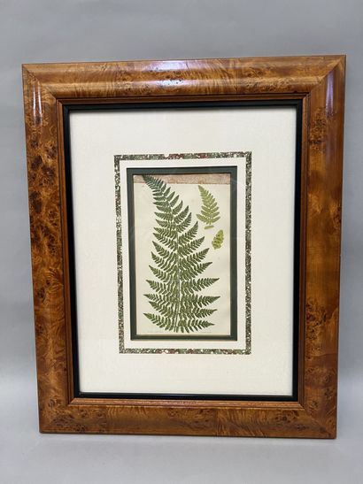 null Suite of six lithographs in colors representing different species of ferns,...