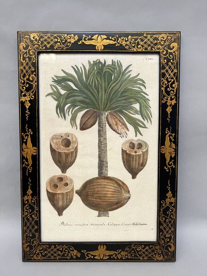 null Set of eight lithographs representing exotic plants (palm trees, pineapples...
