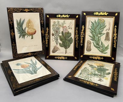 Set of eight lithographs representing exotic...
