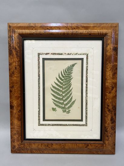 null Suite of six lithographs in colors representing different species of ferns,...