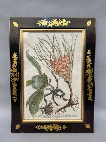 null Set of eight lithographs representing exotic plants (palm trees, pineapples...
