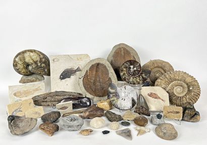 IMPORTANT LOT OF APPROXIMATELY 44 FOSSILS...