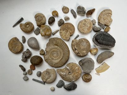 null IMPORTANT LOT OF APPROXIMATELY 40 FOSSILS including ammonites.
Diam. of the...
