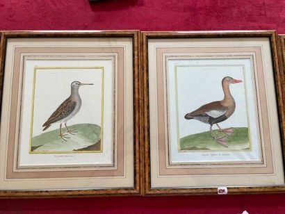 null D'après MARTINET (XVIIIème siècle)

Suite de 11 gravures en couleurs d'oiseaux...