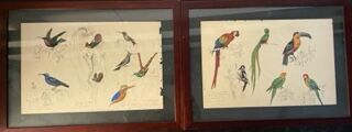 null ECOLE MODERNE
Colibris, passereaux, toucans 
Deux aquarelles
32 x 49 cm 
