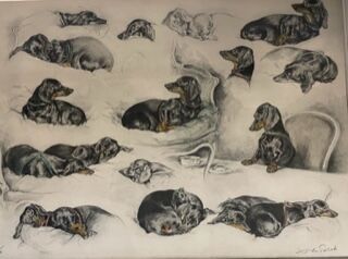  Xavier DE PORET (1894-1975)
Studies of a Dachshund 
Lithograph, signed 
Numbered... Gazette Drouot