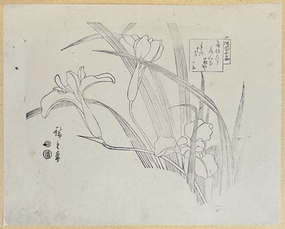 null Utagawa Hiroshige (1797-1858)
Uchiwa-e, sumizuri-e, iris en fleurs. 
Signé Hiroshige...
