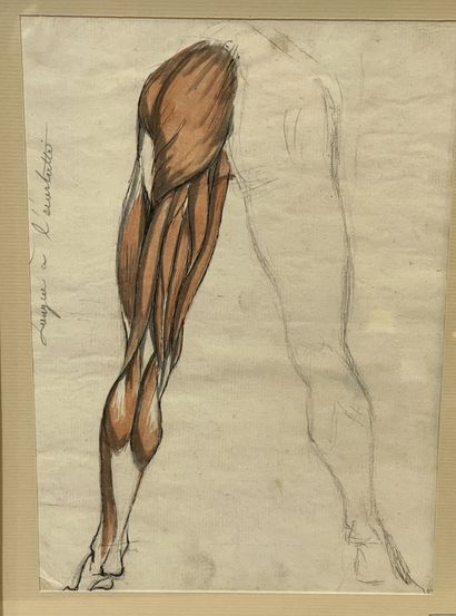 null Bernard GAILLOT (1780-1847)
"Écorché, études de jambes"
Mine de plomb et aquarelle...