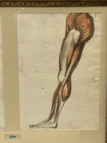 null Bernard GAILLOT (1780-1847)
"Skinned, studies of legs".
Graphite and watercolor...