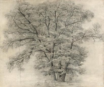 Attribué à Jean Victor BERTIN (1767-1842) Étude d'arbre Crayon noir. 42,5 x 50,5...