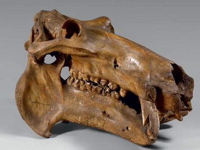 null HIPPOPOTAME Hippopotamus amphibius (II/B) Crâne osseux d'un spécimen adulte...