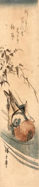 HIROSHIGE (1797-1858) Chu-tanzaku, couple de canards mandarin sous les roseaux. Signé...