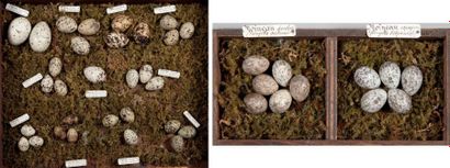null MEUBLE CENTRAL, partie gauche Tiroir n°1 PASSEREAUX: 12 nids - Choucas alpin...