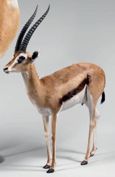 null Gazelle de Thomson (Gazella thomsoni) Naturalisée entière; la "tommie" des Anglais...