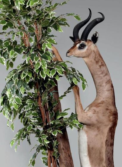 null Gazelle de Waller (Litocranius walleri) Encore appelée gazelle-girafe par les...