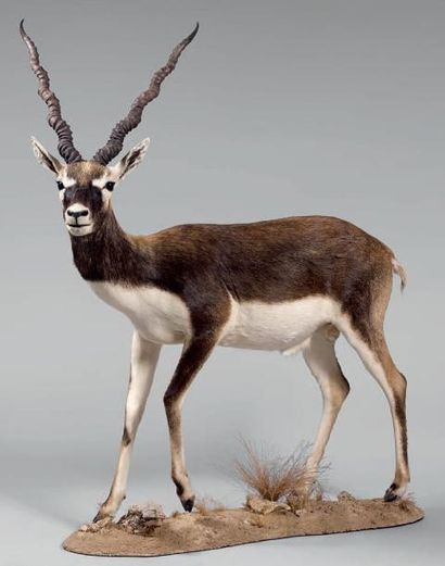 null Cervicapre (Antilope cervicapra) Originaire de l'Inde d'où elle a pratiquement...