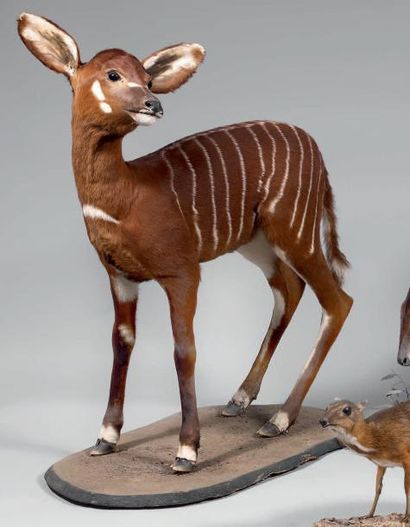 null Bongo (Boocercus euryceros) La plus belle des antilopes de forêt, à la robe...