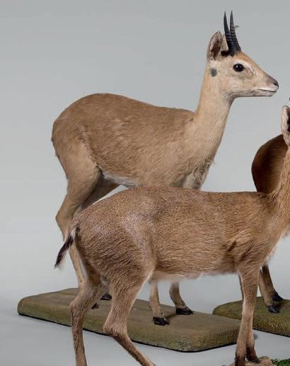 null Ourébi (Ourebia ourebi) Très élégante et vive petite antilope présente pratiquement...