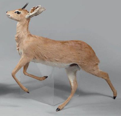 null Steenbok ou Raphicère champêtre (Raphicerus campestris) Petite antilope aux...
